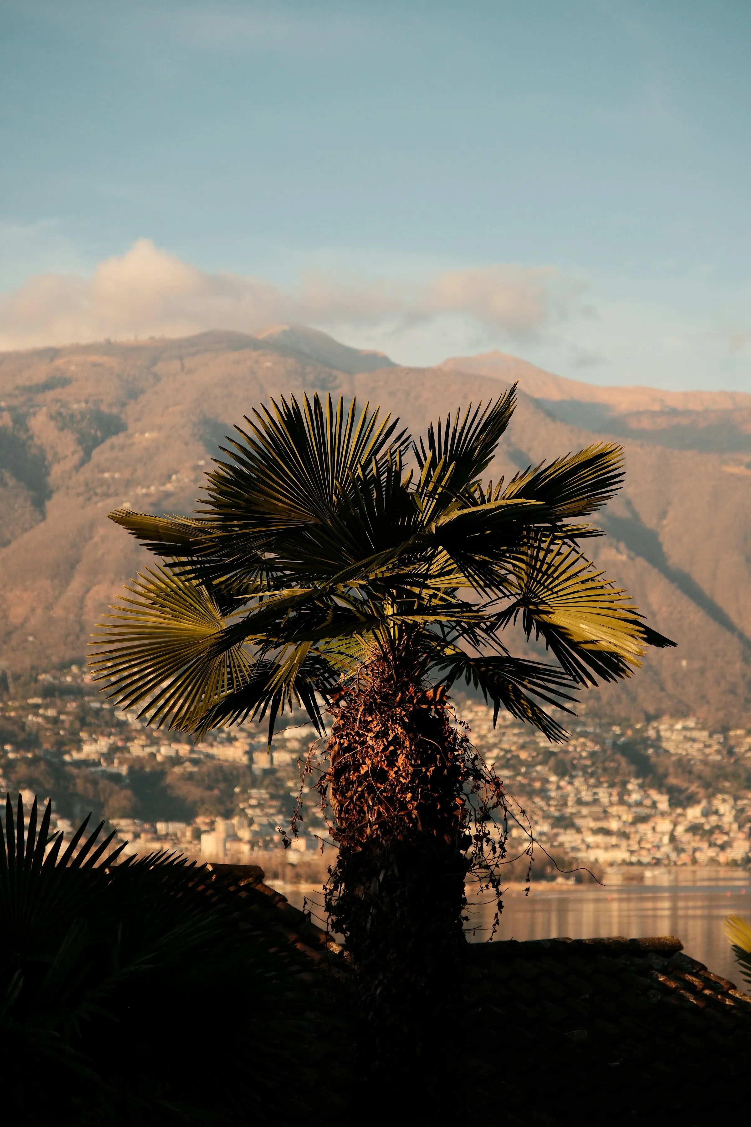 Palme im Abendlicht über dem Lago Maggiore